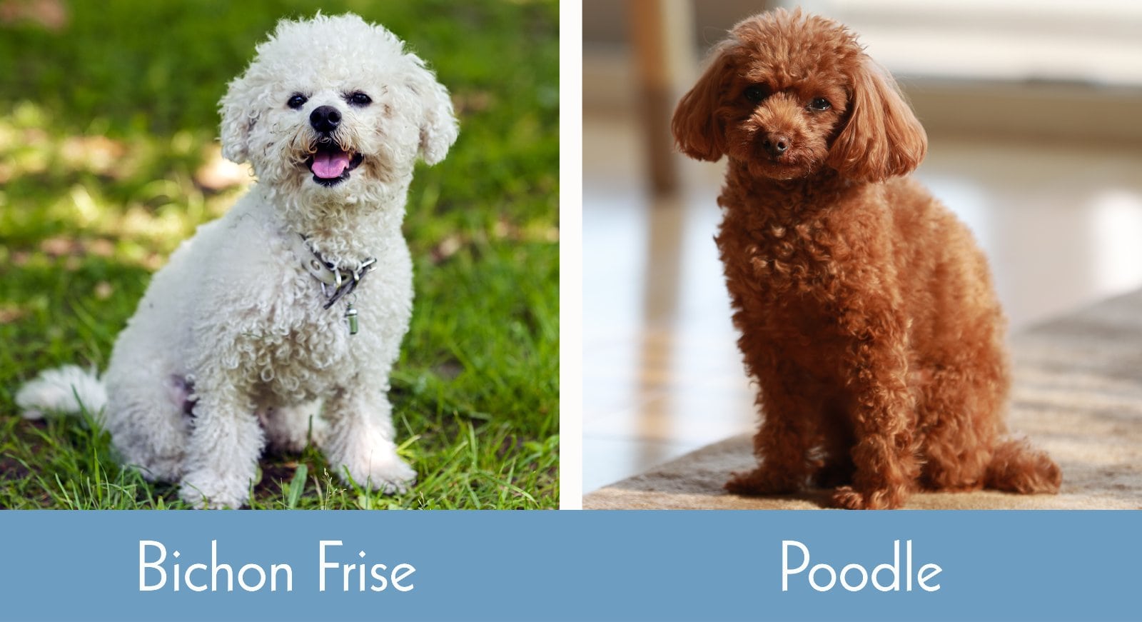 how long do bichon poodle dogs live
