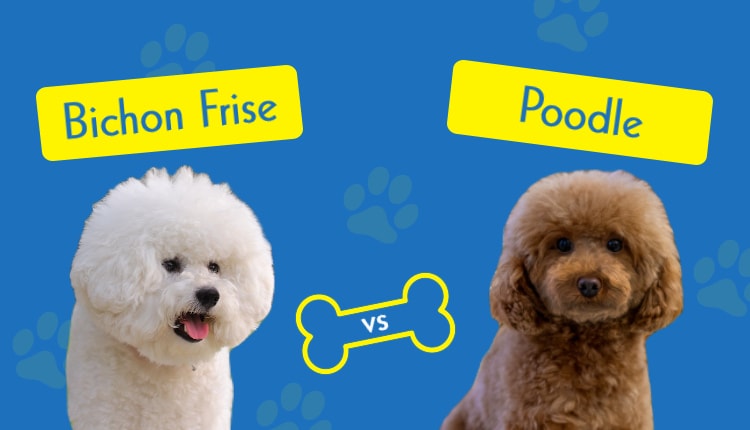 how long do bichon poodle dogs live