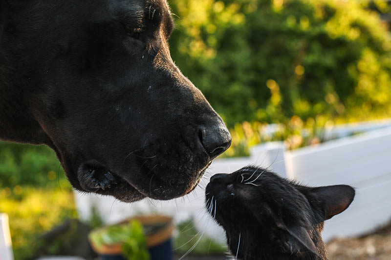 Black Cat and a Black Great Dane smelling each other
