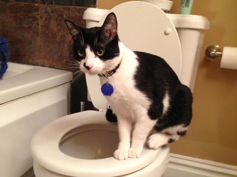 Black and white cat on toilet seat