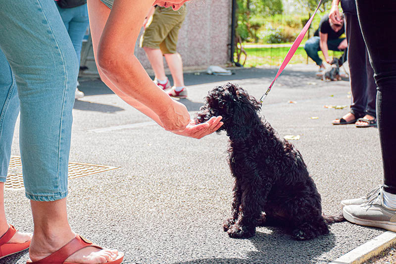 Black cockapoo puppy staring at a treat in a womans hands