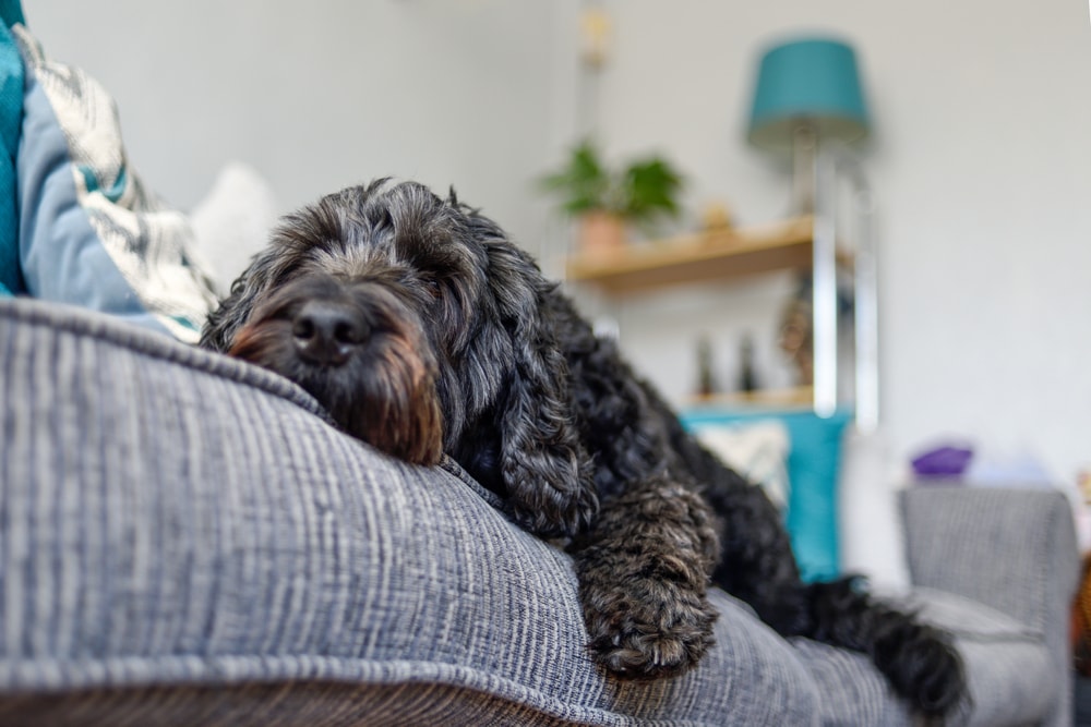 Black,Cockapoo,Dog,Relaxing,On,A,Couch.
