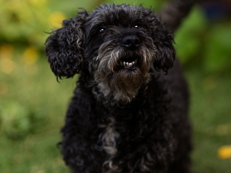 Black poodle barking