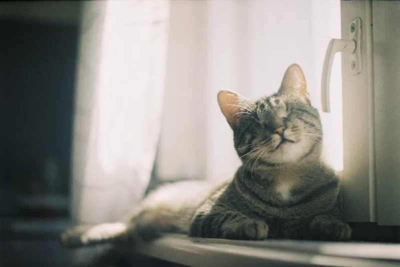 Blind tabby cat lies on a windowsill