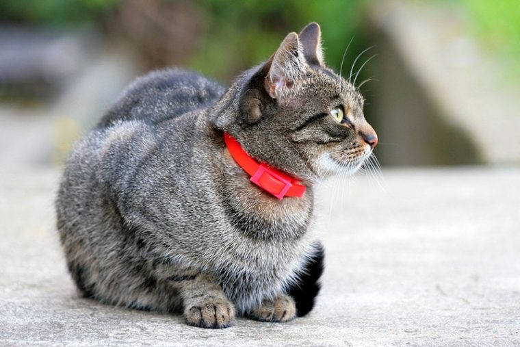 How Tight Should My Cat's Collar Be? VetReviewed Facts & Tips Hepper