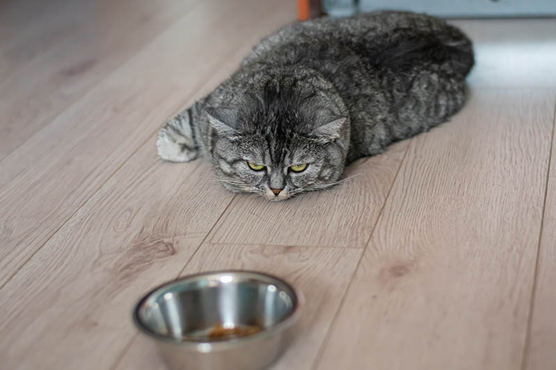British lazy cat lies next to the food