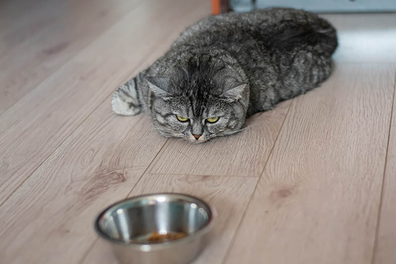 A British lazy cat lies next to the food bowl