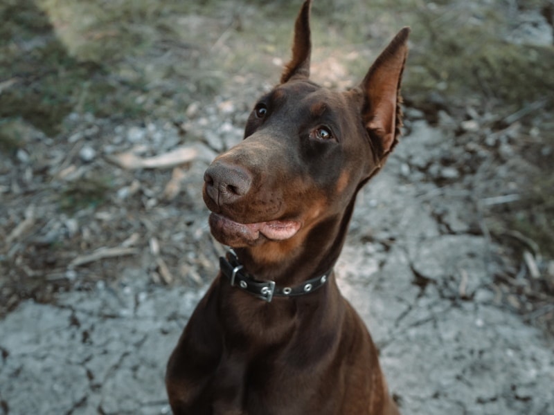 Brown doberman sittting