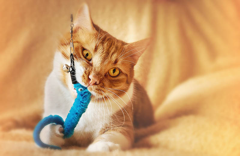 Cat Chewing on toy