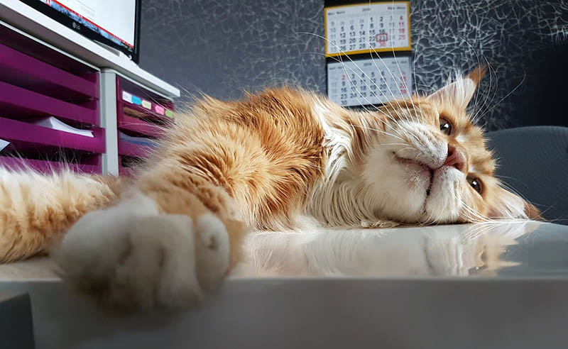 Cat in sleep Cat in sleep