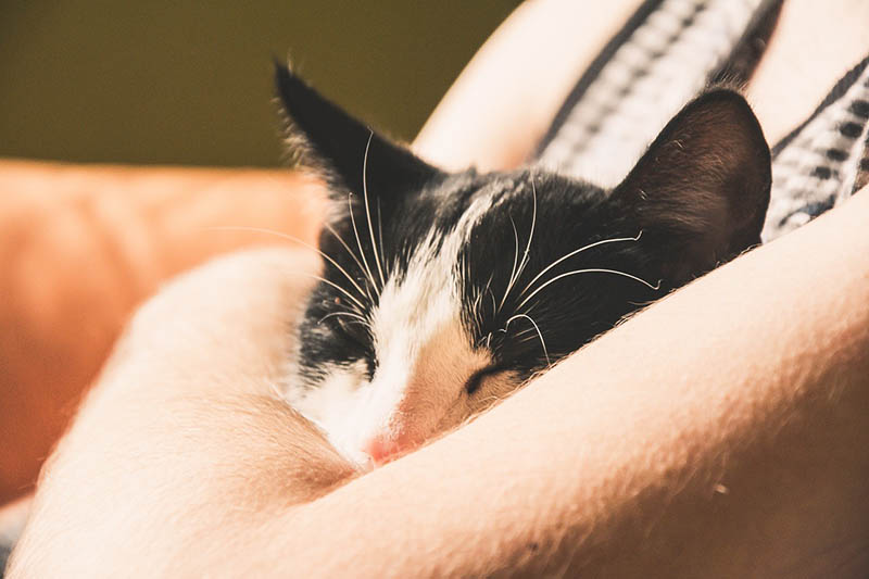 Cat sleeping on the arms of a woman