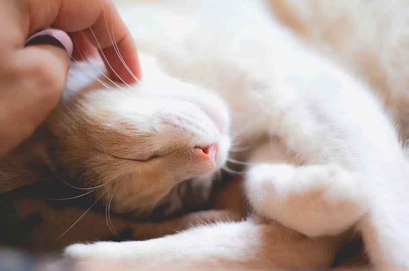 Cat sleeping with a person