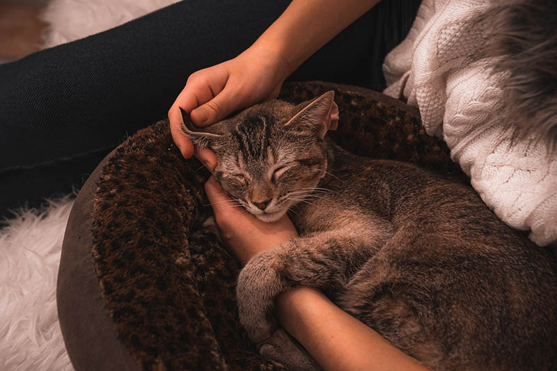 Cat sleeping with a woman