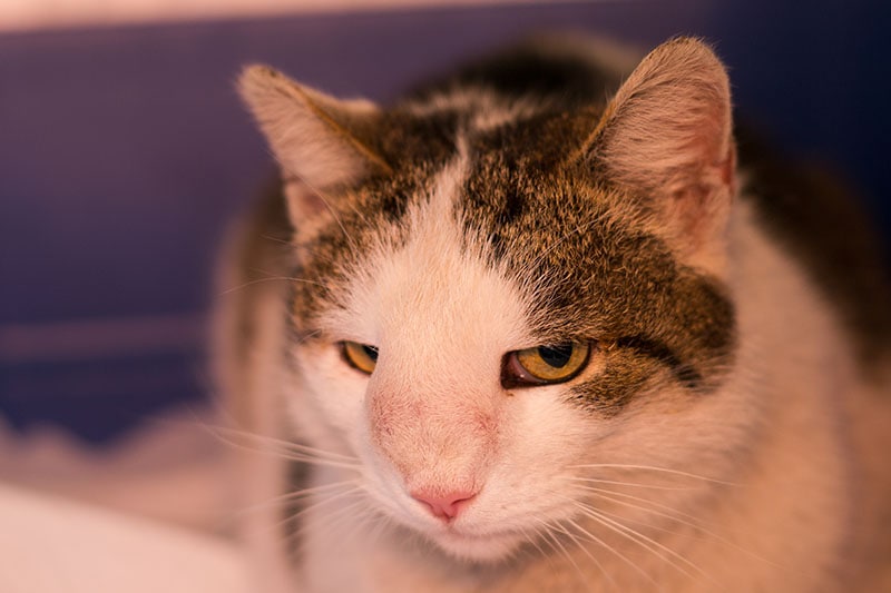 Cat with nasal tumor