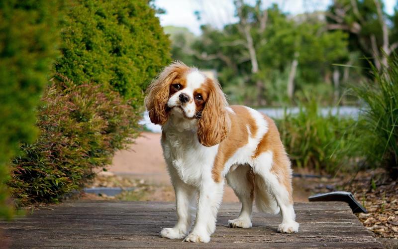 Cavalier King Charles Spaniel dog outdoors