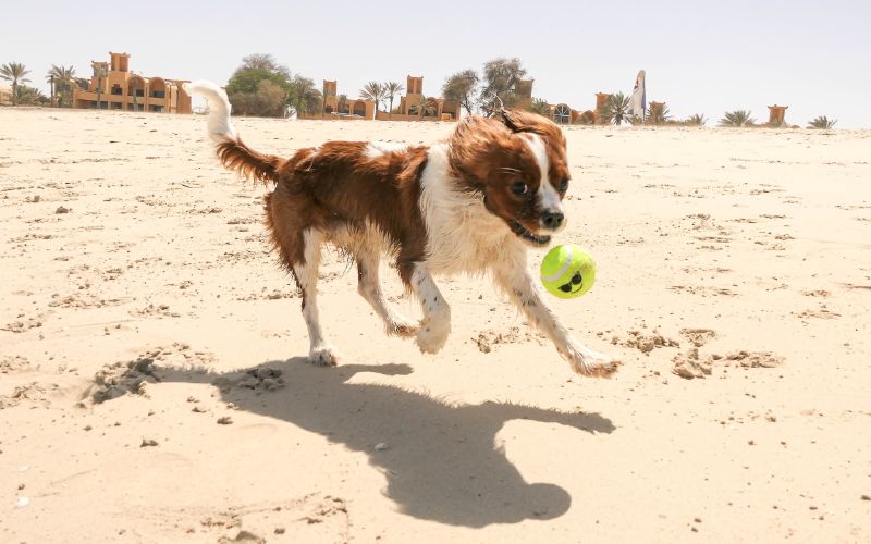 Cavalier King Charles Spaniel dog playing with tennis ball on the beach