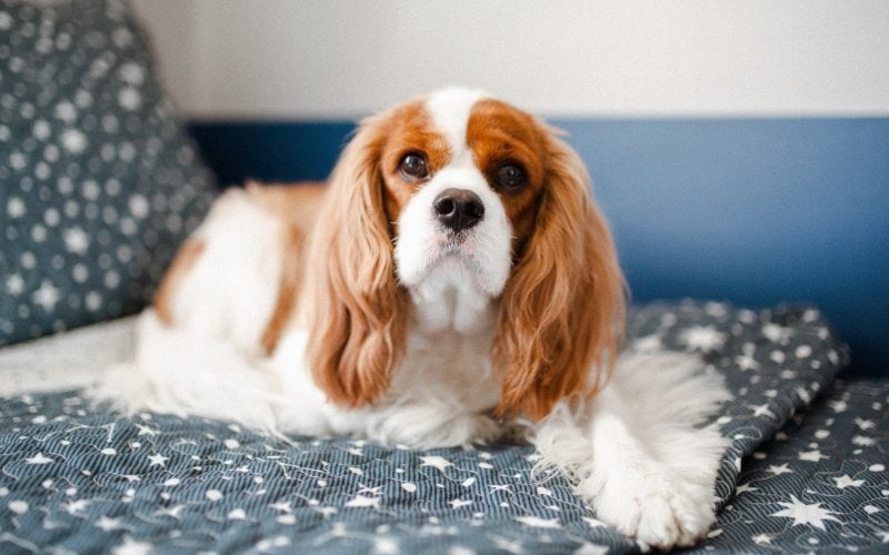 Cavalier King Charles Spaniel on its dog bed