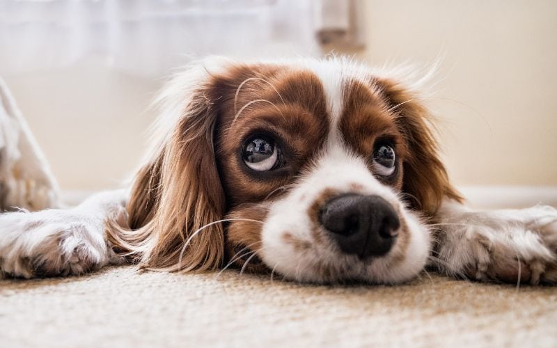 Cavalier King Charles Spaniel puppy dog lying down