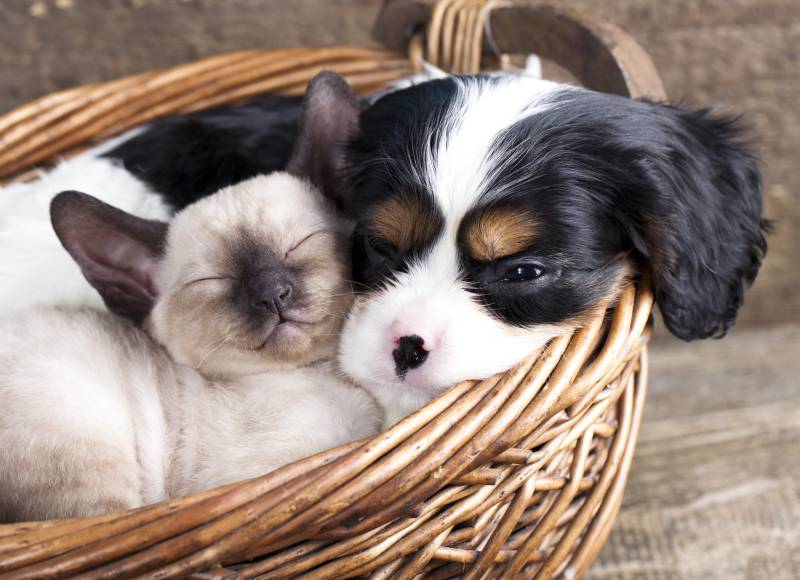 Cavalier King Charles Spaniels with Cat