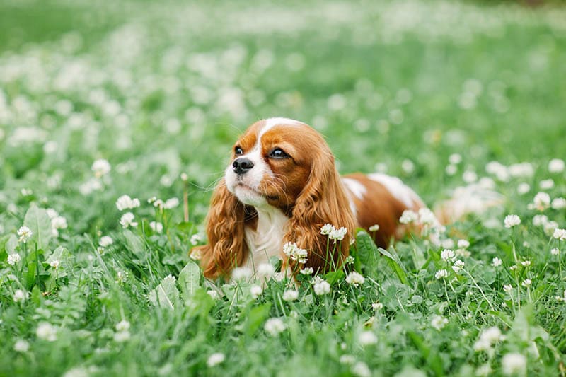 Teacup Cavalier King Charles spaniel