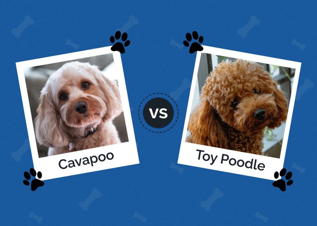 Cavapoo vs Toy Poodle
