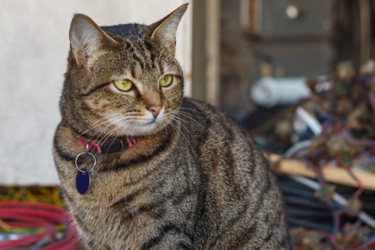 12 Common Types of Cat Collars & When to Use Them Hepper