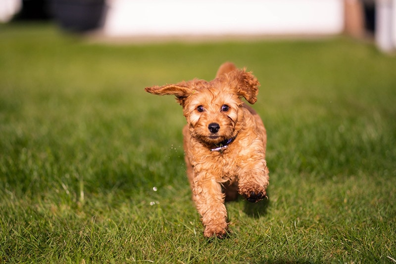 Cockapoo Puppy Running