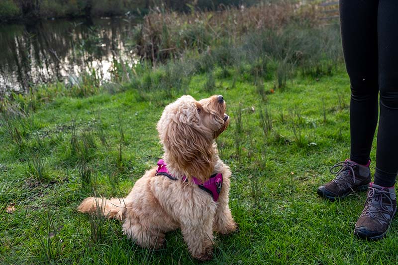 Cockapoo looking up at owner