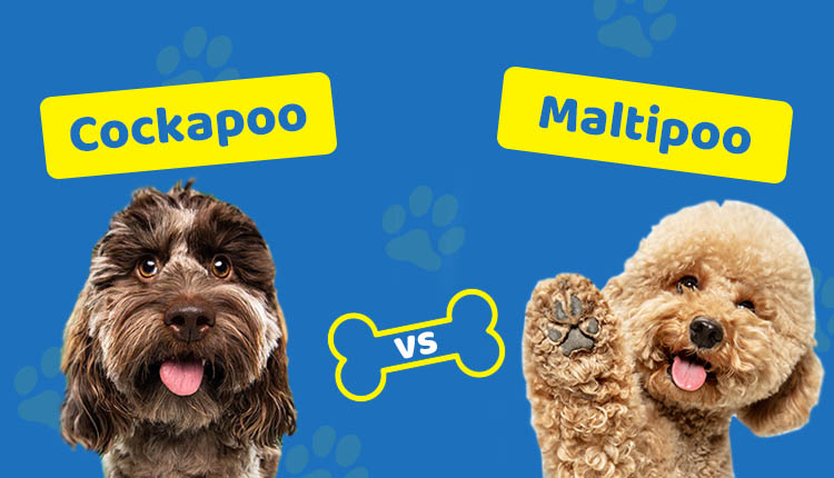Cockapoo vs Maltipoo