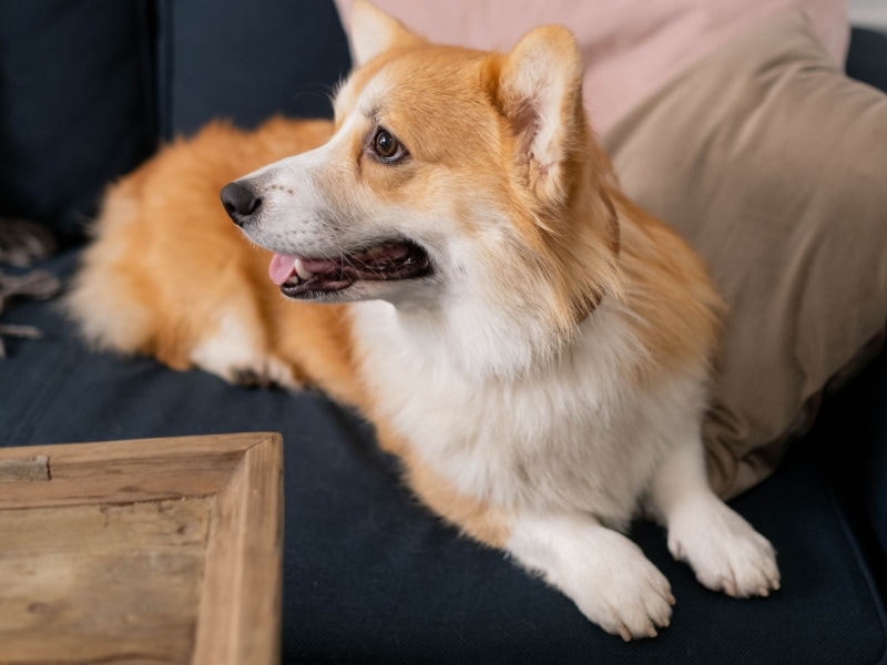 Corgi sitting on a couch