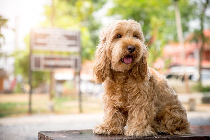 Cute Cockapoo dog sit on table