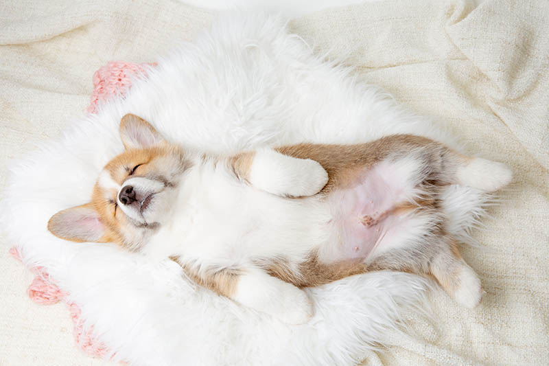 Cute Pembroke Welsh Corgi puppy sleeping on a fur blanket on its back