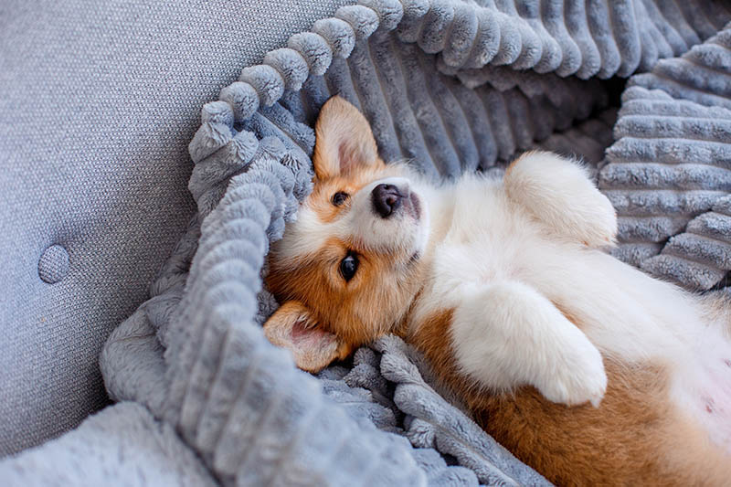 Corgi puppy sales sleeping