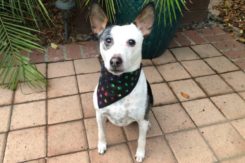 DIY Dog Bandana for Your Stylish Pup