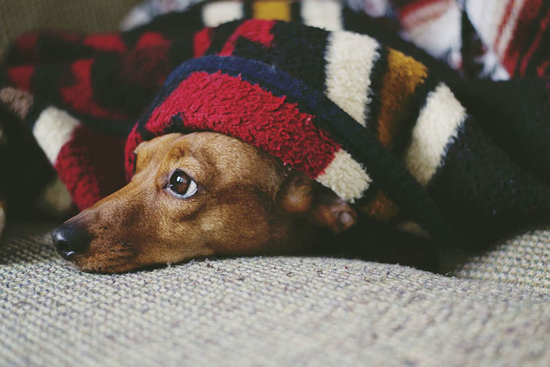 Why do dachshunds like to be deals under blankets