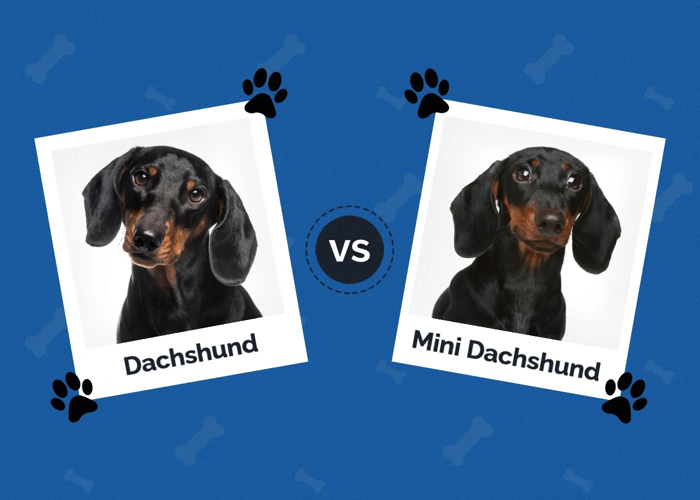 Dachshund vs Mini Dachshund - Featured Image