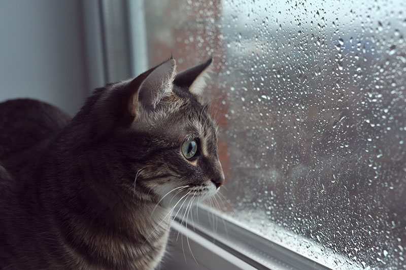 Dark photo of a young gray cat looking out the window as it rains in the yard