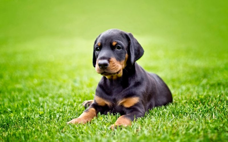 Doberman puppy lying on grass