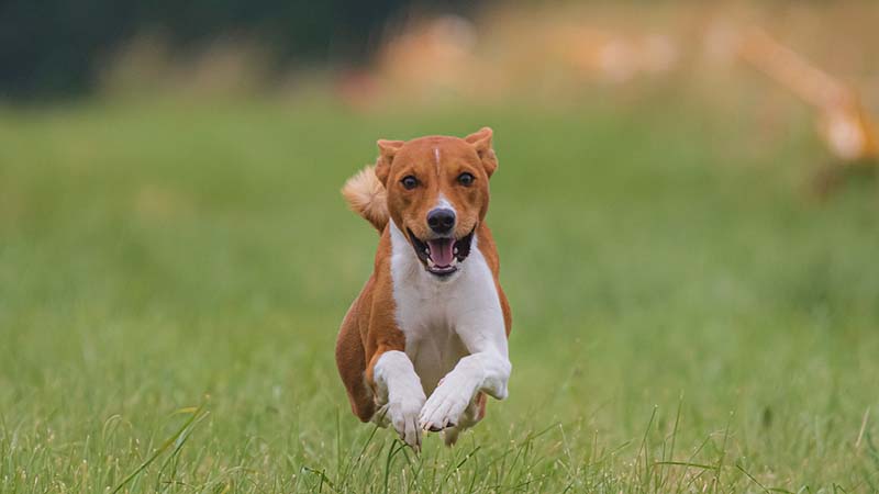 Dog running in the park