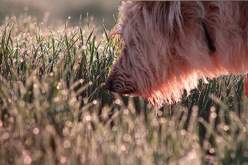 Dog sniffing grass