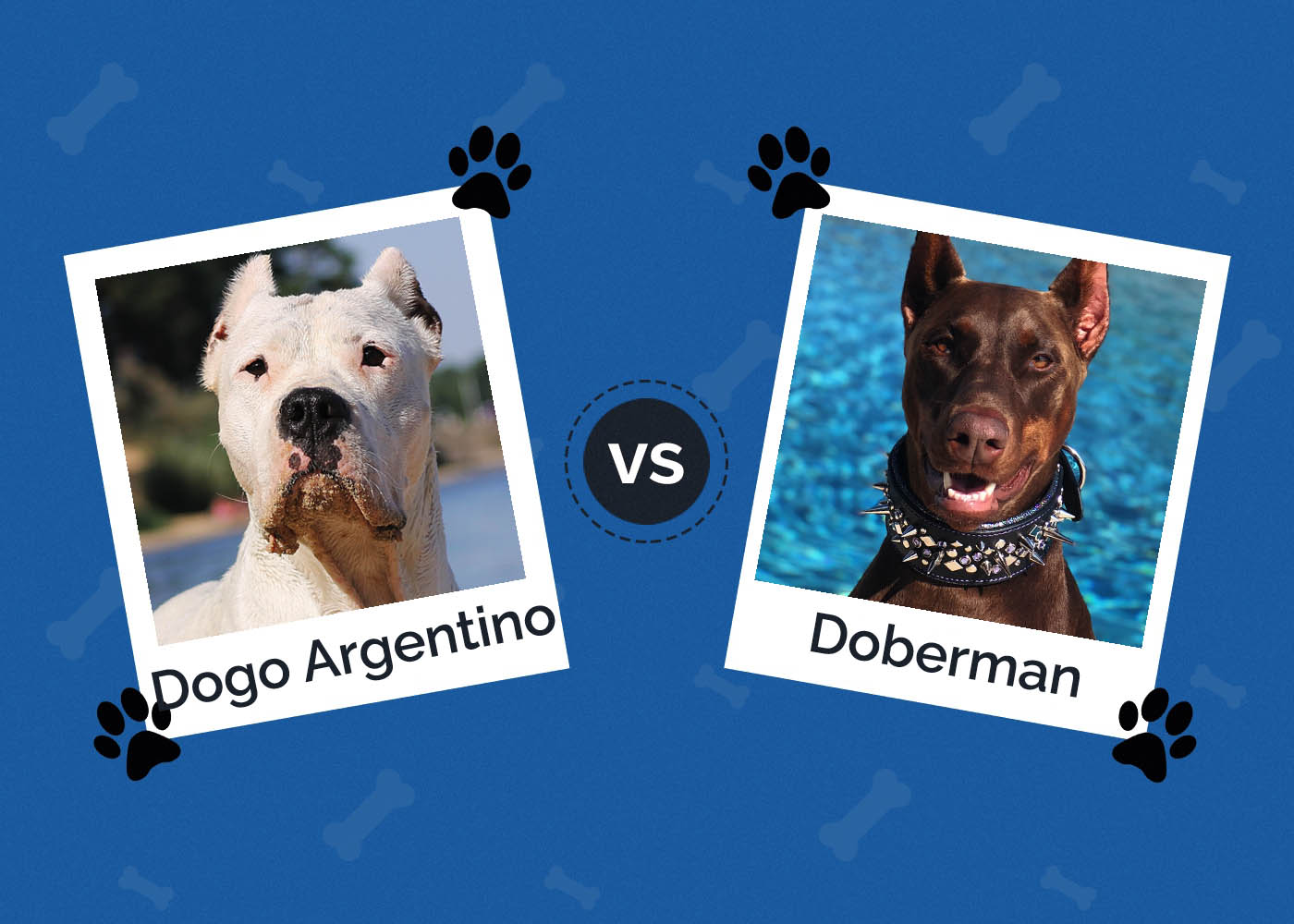 Dogo Argentino vs Doberman