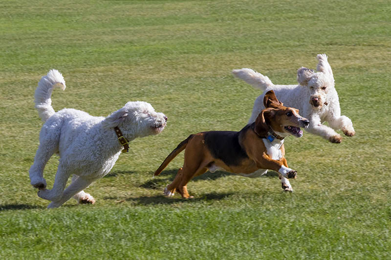 Dogs at play - basset hound and poodles have fun running