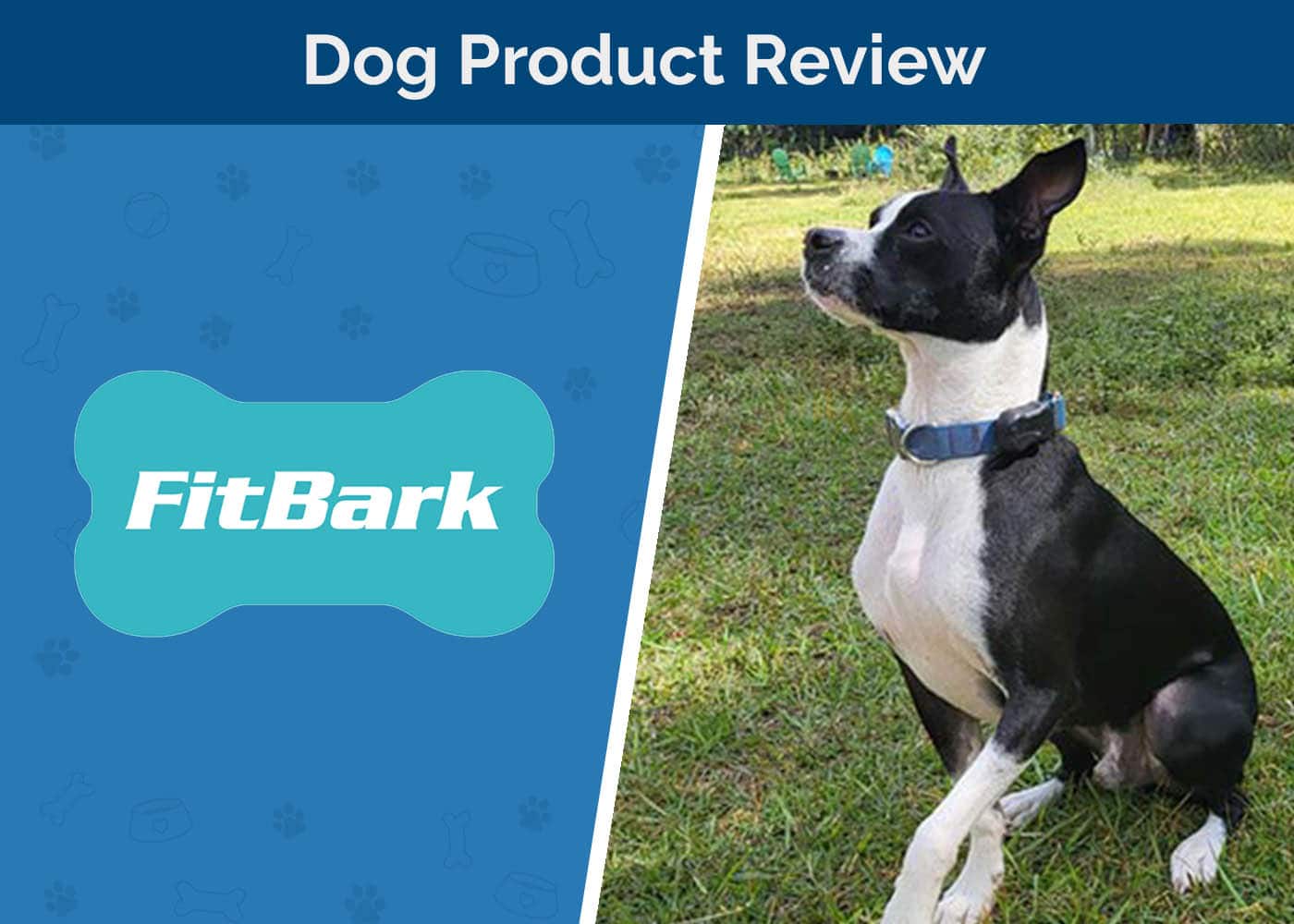 FitBark Dog Product Review