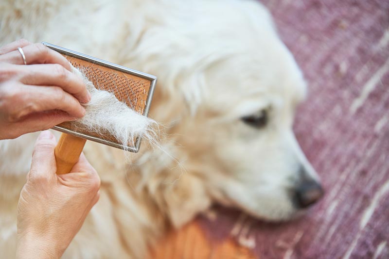 Golden Retriever dog shedding