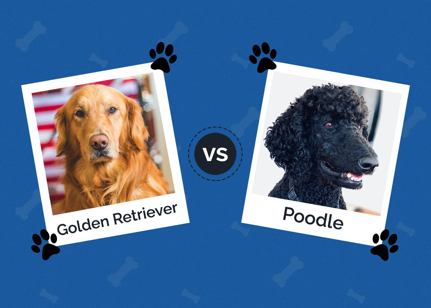 Golden Retriever Vs Poodle Which One