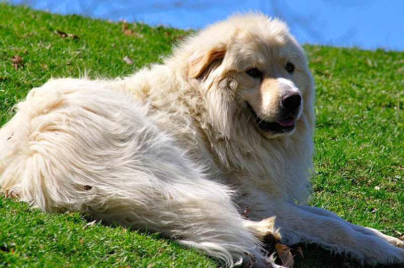 Great Pyrenees, flock guardian, sheep dog in pasture