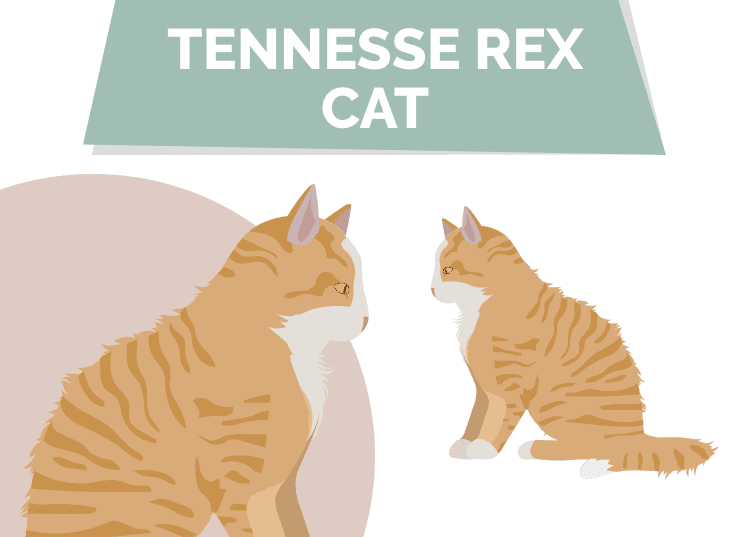 Tennesse Rex Cat Graphic