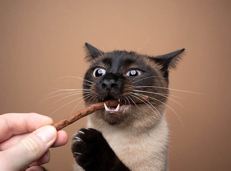 Hand feeding hungry seal point siamese cat with treats stick