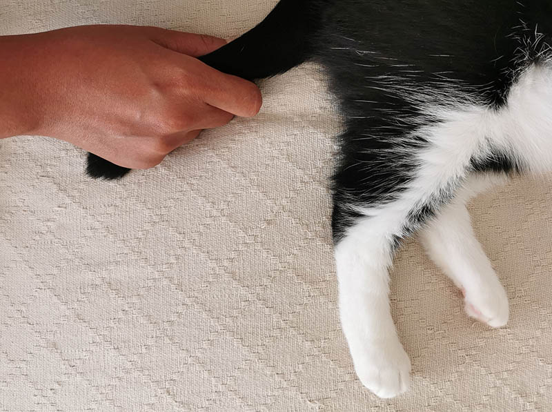 Tay kéo đuôi mèo