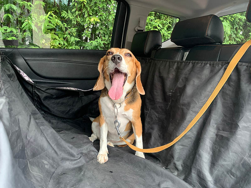 Happy dog in car with leash on, car cover for animal